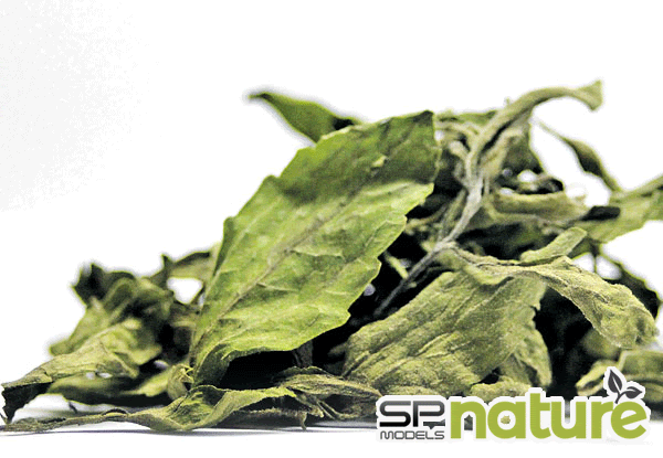 Pengusaha Produk Daun Stevia Kering  Pengeluar, Pengusaha 