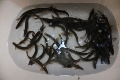 ザントップ家の日常 ドジョウご飯