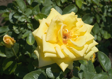 rose flowers pics. images Yellow Rose Flowers