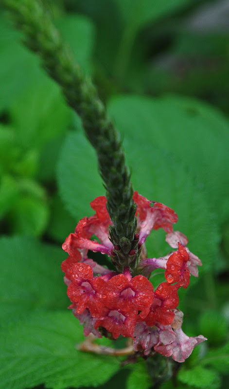 Stachytarpheta mutabilis 'Coral'