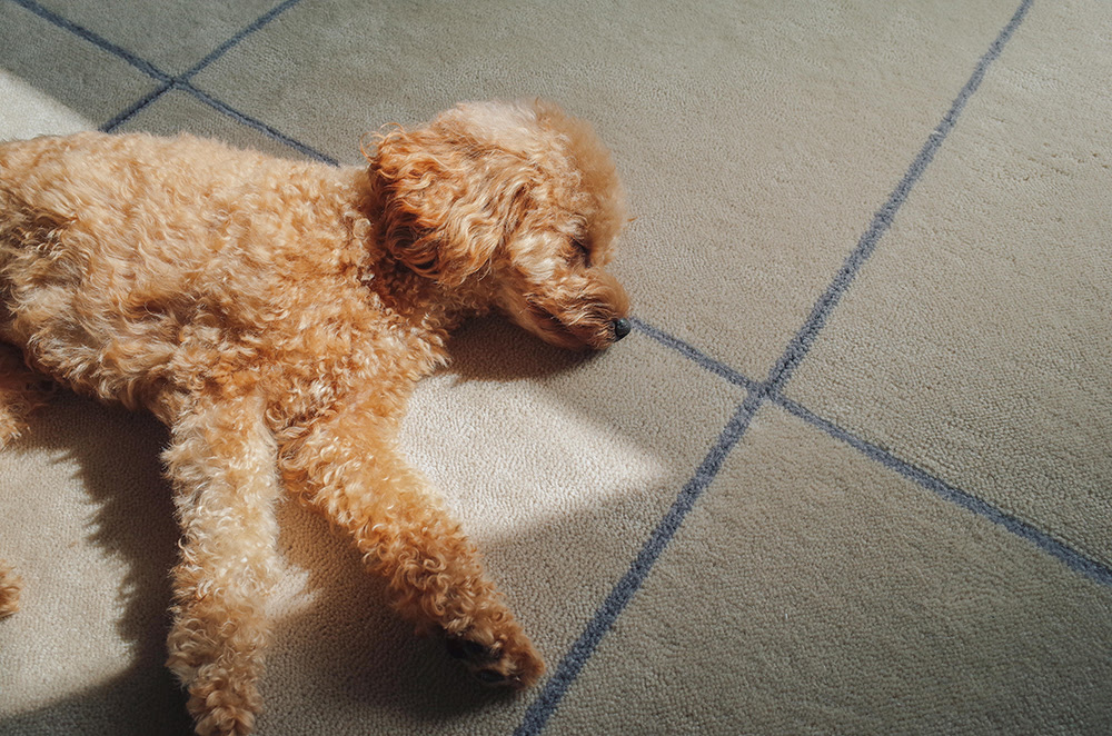 猫や犬がいてもカーペットは大丈夫 Hotta Carpet