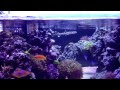 13 Inspirational Youtube Baby Shark