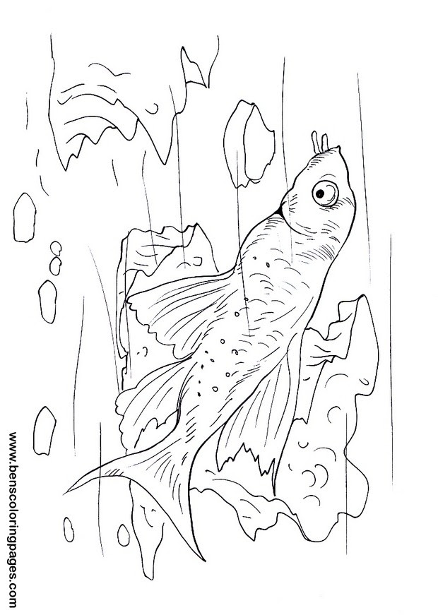 Catfish free coloring pages