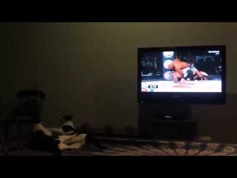 Cats Watching MMA fighting at Same time .. Too Funny!