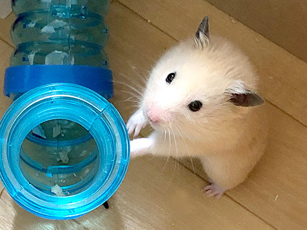キンクマハムスター ゴールデンハムスター を飼うときの注意点 Free File