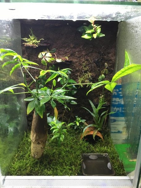 No 42 リオ式 ビバリウム作成方法 1 3 株式会社リオ 熱帯魚 淡水魚 海水魚 サンゴ 水草 鳥 小動物 爬虫類 昆虫 器具などの輸入卸販売