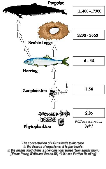 well-documented studies of these studies, however, addressed the food chains 