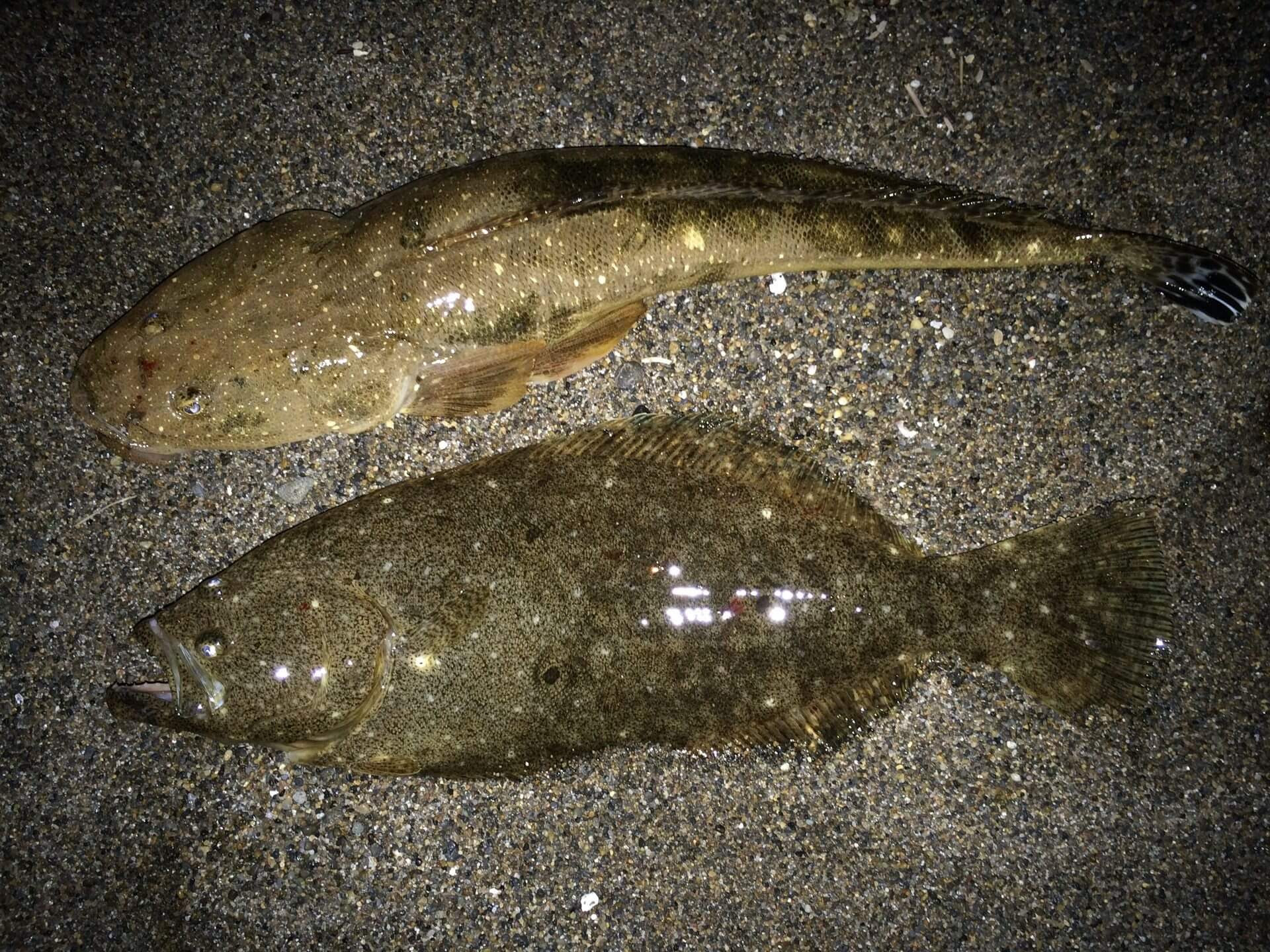 マゴチ 初夏から ぶっこみ釣り で狙える食べて美味しい旬の魚 Red Wave