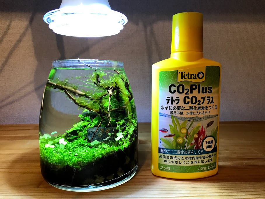 テトラco2プラスをボトルアクアリウムに使用してみた Aqua24アクアリウム