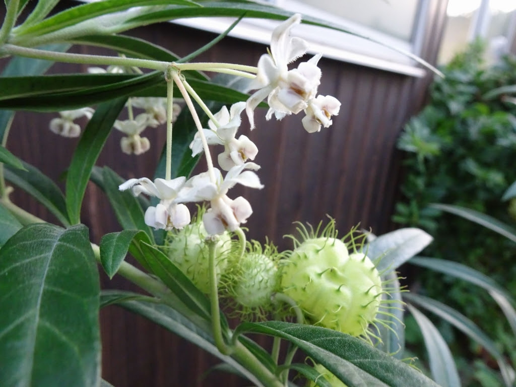 花と実に それぞれ花言葉がある風船玉の木 フウセントウワタ 風船唐綿 かたりつづけていきます
