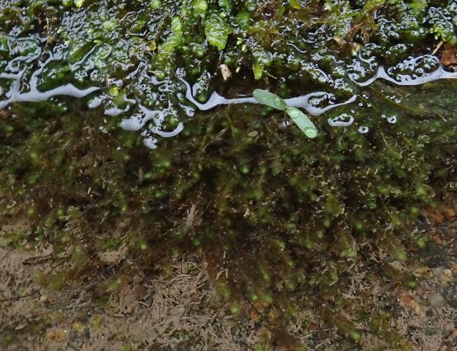 フクロハイゴケ 西宮の湿生 水生植物