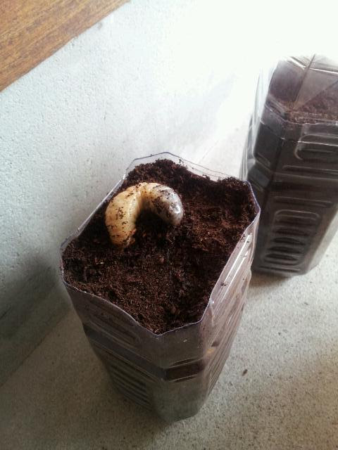 ４０代からのカブトムシ幼虫飼育 その８ テリーの住まい大好き