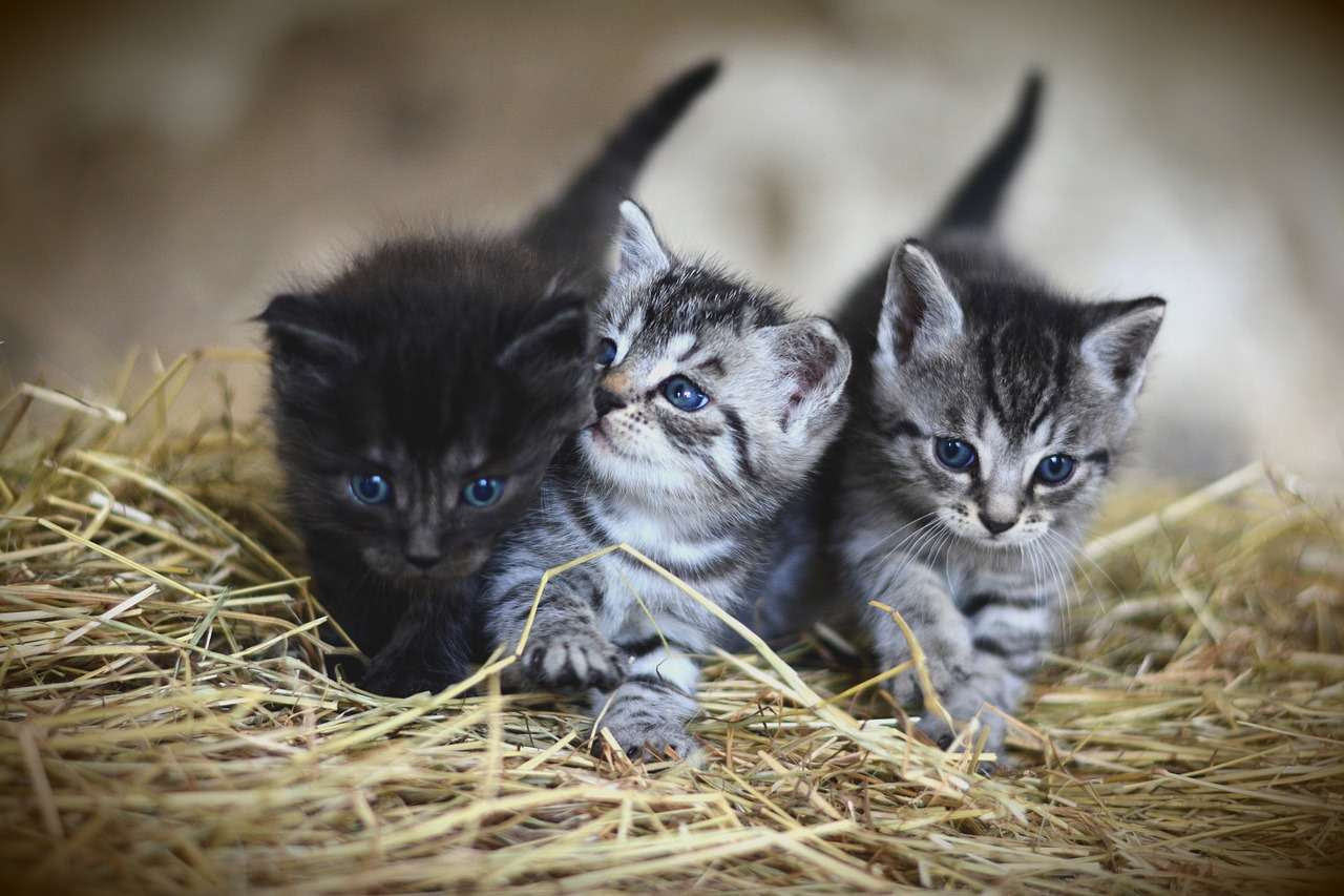 Chat Quelle Race Adopter Les Animaux Les Animaux De Rente