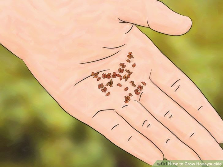 Grow Honeysuckle Step 14.jpg