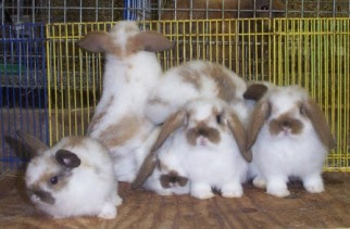 litter of cute baby lop rabbits