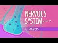 The Nervous System, Part 3 - Synapses!: Crash Course A&P #10