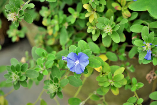アメリカンブルーの花が咲かない 原因や対処方法とは 植物navi