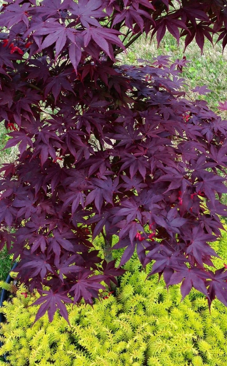 Japanischer Ahorn im Garten - Arten, die direkte Sonne ...
