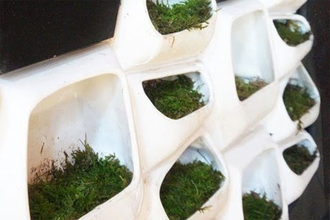 Những viên gạch chứa rêu có thể cung cấp nguồn năng lượng sạch