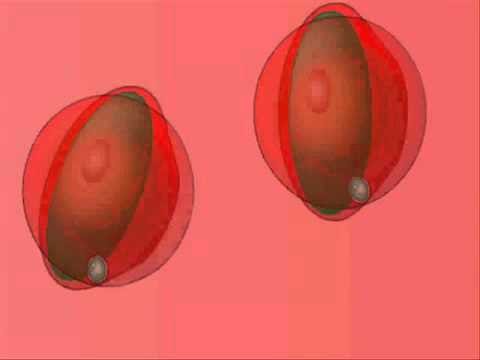  تجربة عزل البراميسيوم ومشاهدة حركتها