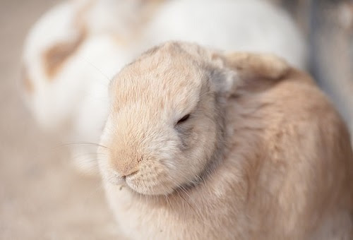 うさぎの冬の室温はどれくらい 寒さ対策は 生き物navi