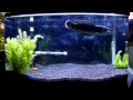 【人気ダウンロード！】 ��帯魚 大型魚 おすすめ 682850-熱帯魚 大型魚 おすすめ