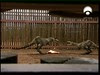70 palyful T rex babies 65976