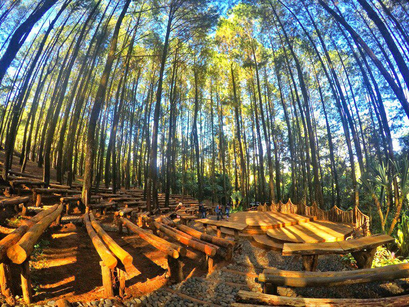 wisata-di-jogja-hutan-pinus | ACADEMIC INDONESIA