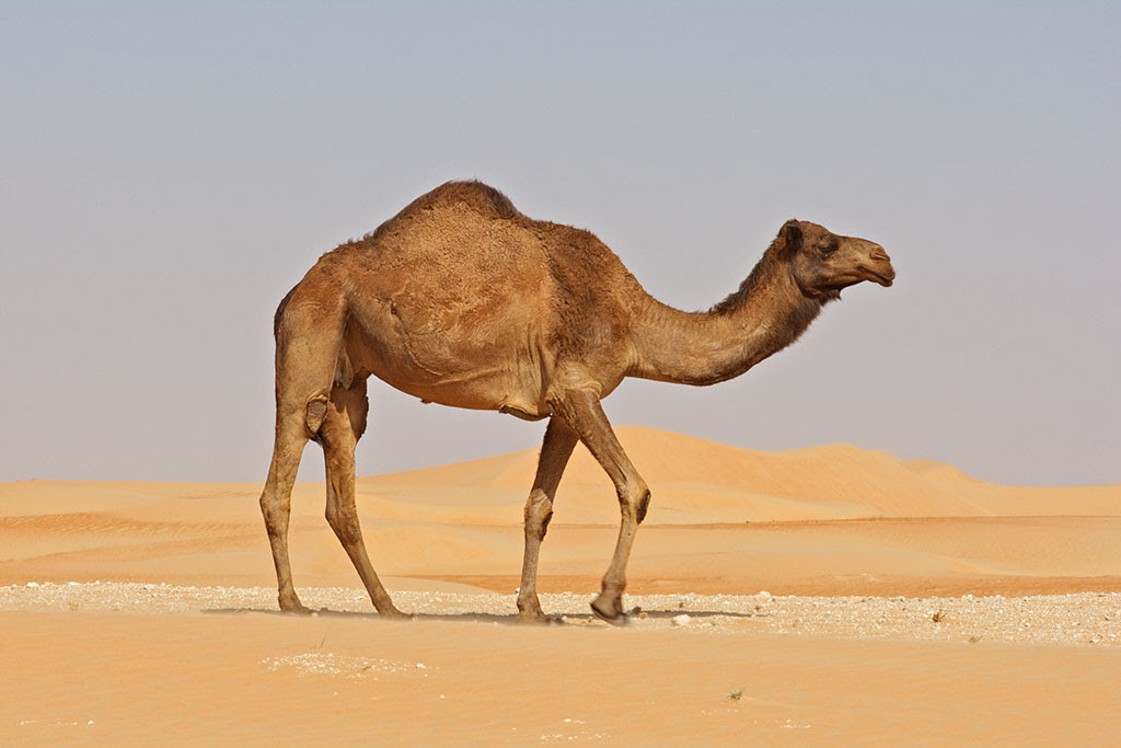 CAMEL Tour Dates 2016 - 2017 - concert images & videos ...