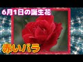 √70以上 6 月 1 日 誕生 花 466231