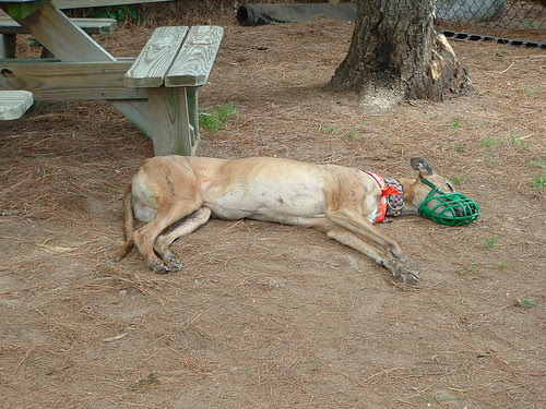 Yeah, Llama, whatever...zzzzzz