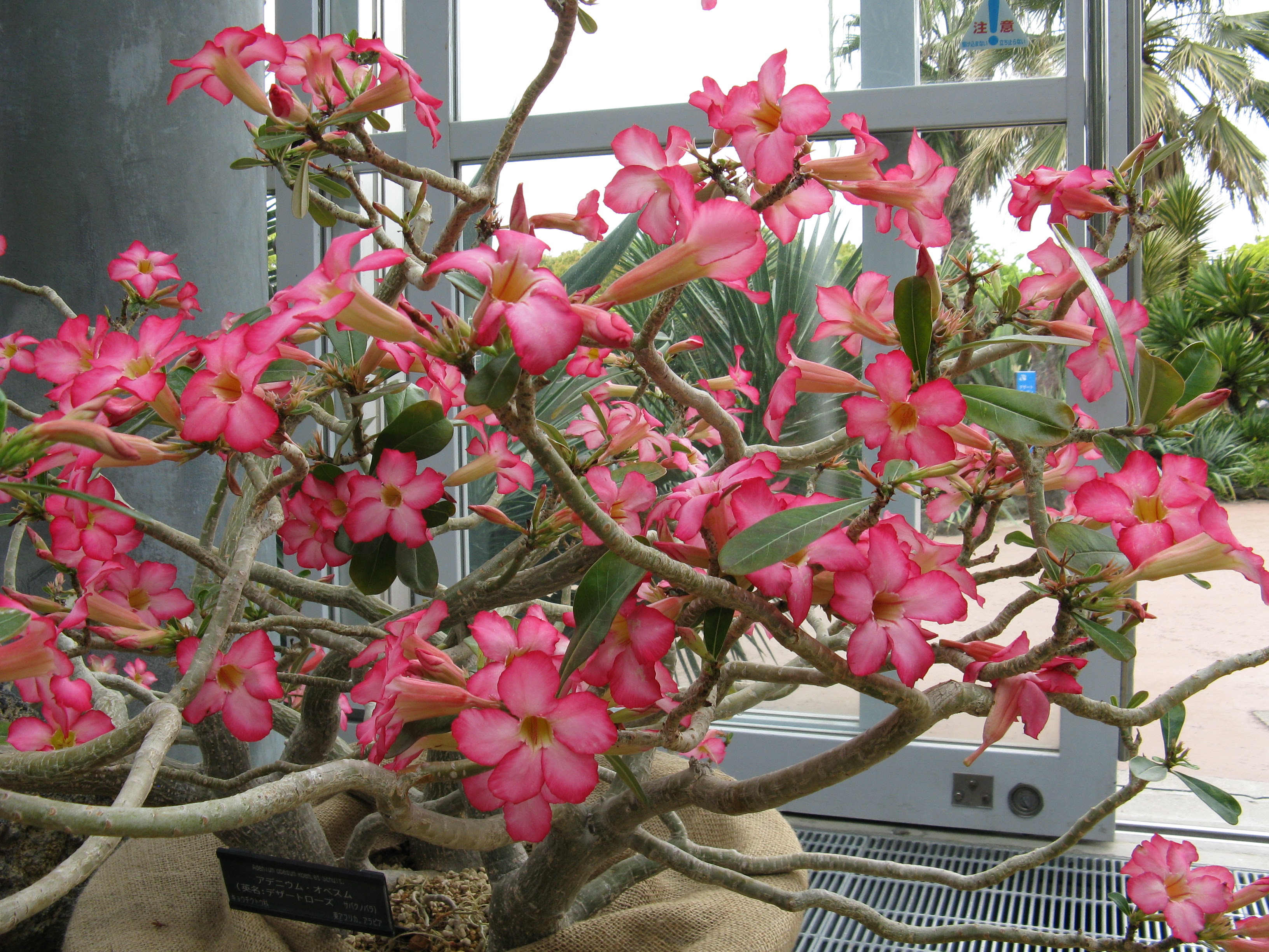 http://upload.wikimedia.org/wikipedia/commons/5/5a/Adenium_obesum4.jpg