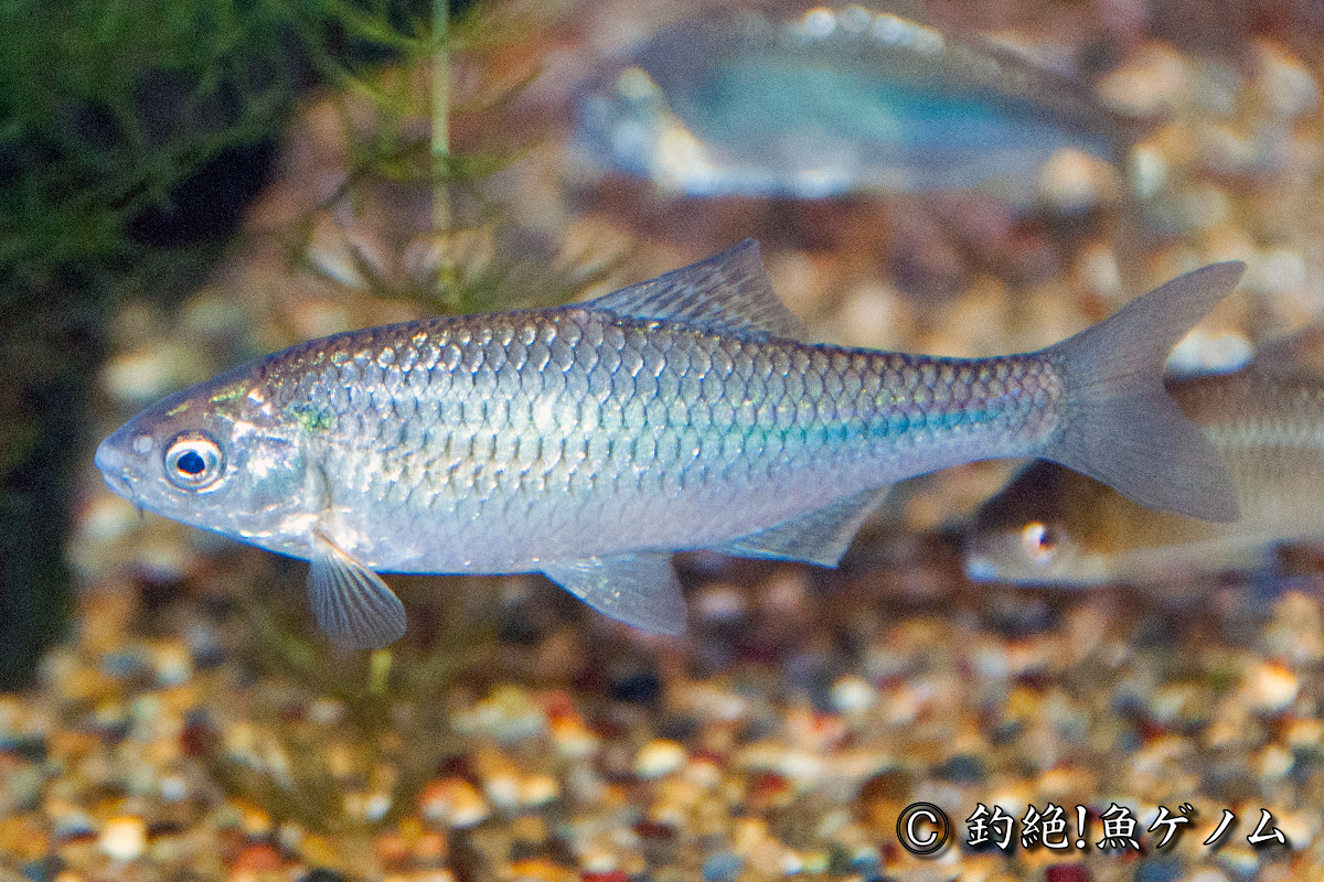 タナゴ専門 釣絶 魚ゲノム
