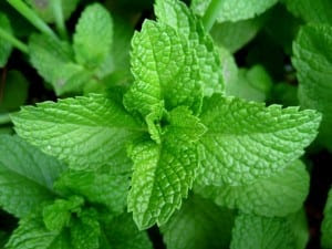 11 Plants That Repel Mosquitoes