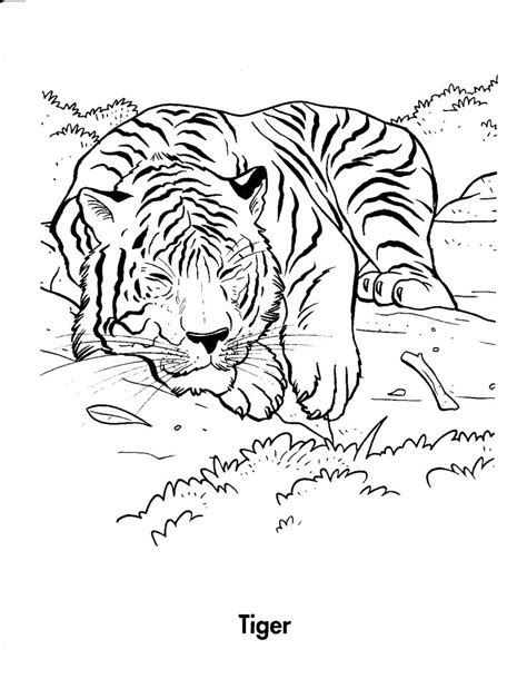  free printable tiger coloring pages for kids