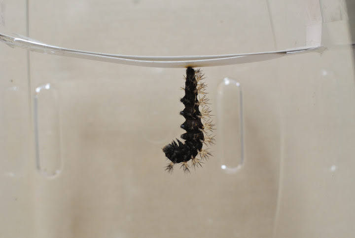 ルリタテハの蛹化 玉川上水の蝶 まるごと玉川上水ブログ