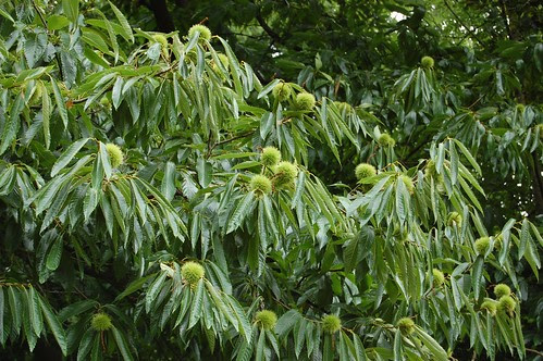 sweet chestnut