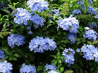 ９月２日の誕生花 ルリマツリ 瑠璃茉莉 の花言葉 ひそかな情熱 知らぬ間についてくる いつも明るい ブルーの花 弥生おばさんのガーデニングノート 花と緑の365日 楽天ブログ