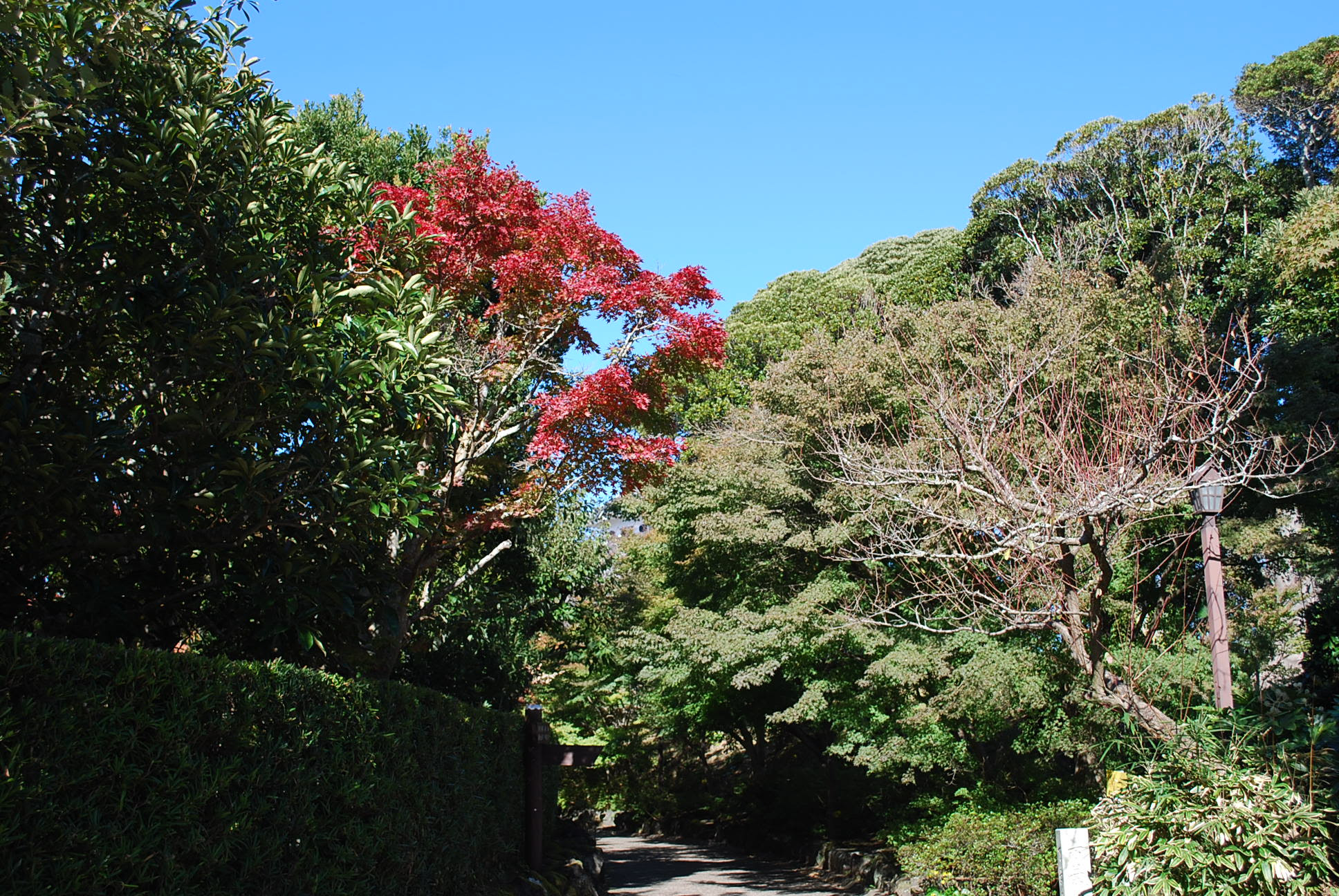 紅葉がちらほら また旅倶楽部
