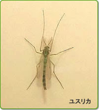 プロがすすめるユスリカの駆除対策 侵入防止などの退治方法 虫知識 Com