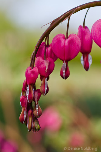 bleeding hearts