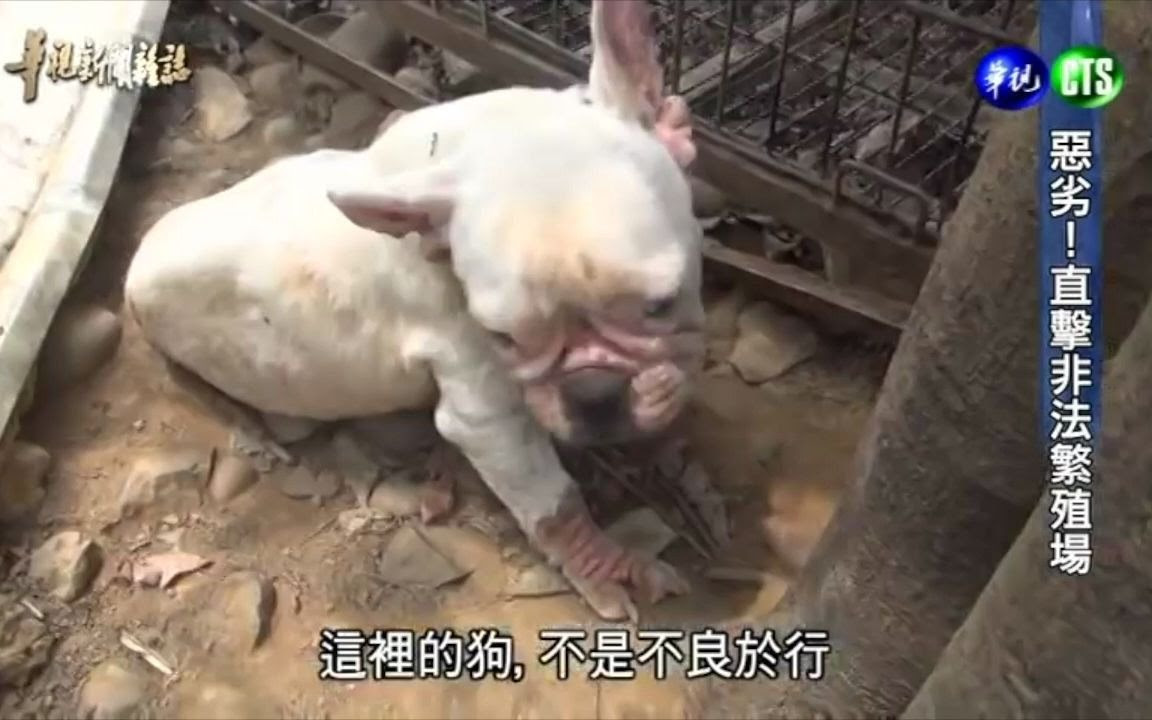 黑心繁殖场下宠物的悲惨 哔哩哔哩 Bilibili