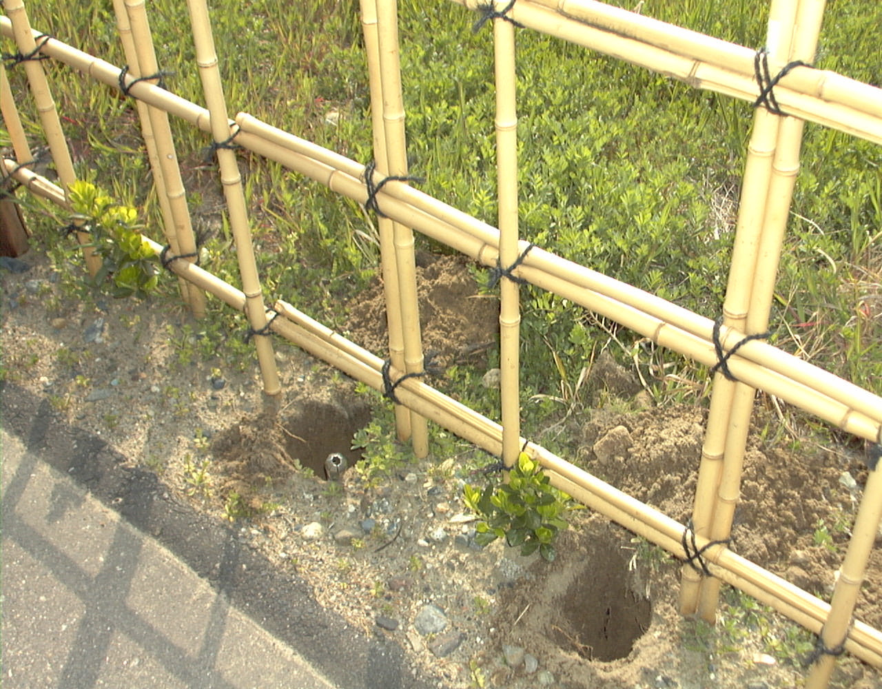 レッド ロビンで生垣つくり