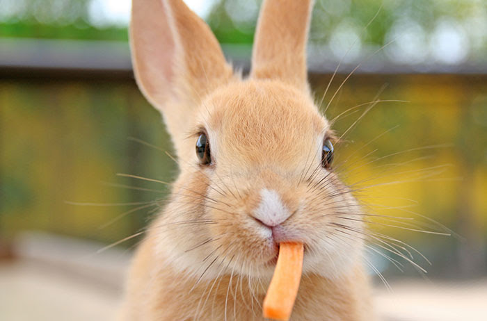 うさぎの歯について ミ サ キ 動物病院