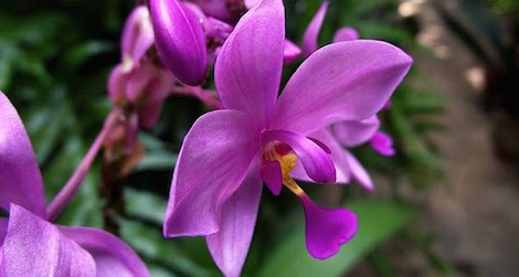 Events February 22-24: Early Human Adaptation, Orchids and the Harlem ...