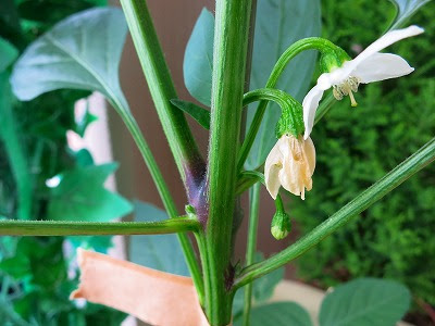 ベランダ菜園 シシトウの受粉 中野発あちこち