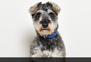 まるまるモリモリみんなほにゃらら トイプーぽてとのつぶやき日記