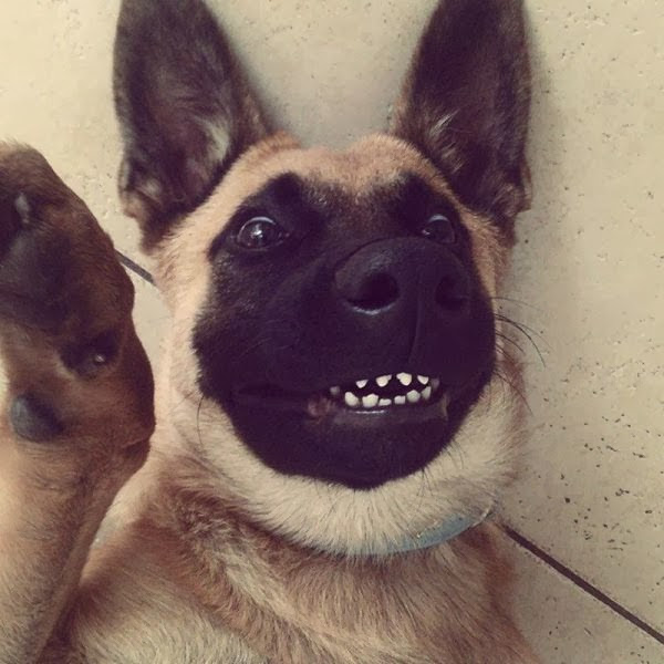 Cute dogs - part 5 (50 pics), dog selfie