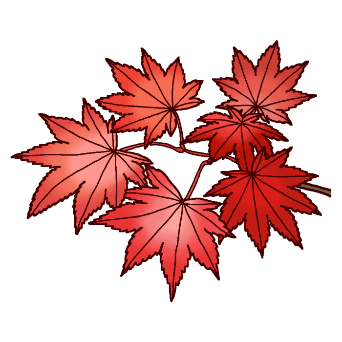 モミジ 紅葉 カラー 滋賀県の木 都道府県の木 花 鳥イラスト素材