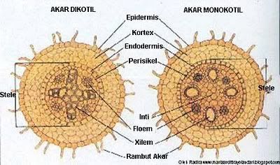 Radira Blog Susunan Anatomi Tumbuhan  Monokotil  dan Dikotil